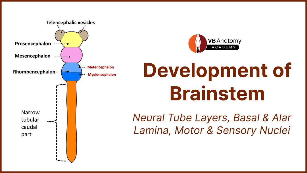 Development of Brainstem |Embryology of Neural Tube, Rhombencephalon, Nuclei & Functional Components