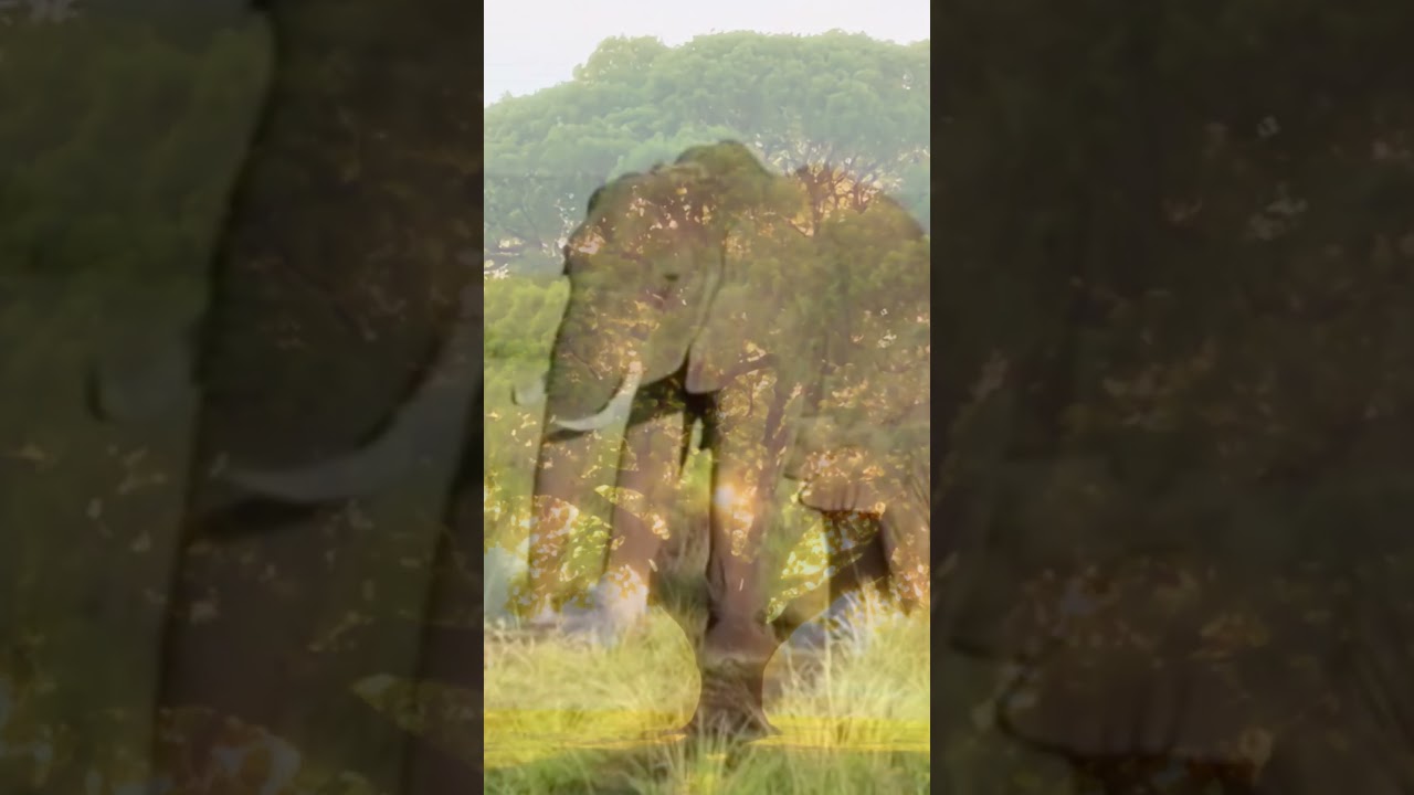 From Ruins to Hope | A Shared Human 