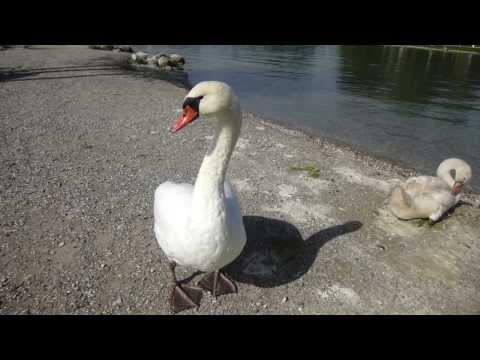 CYGNE QUI ATTAQUE POUR DEFENDRE SES PETITS - LAC D'ANNECY