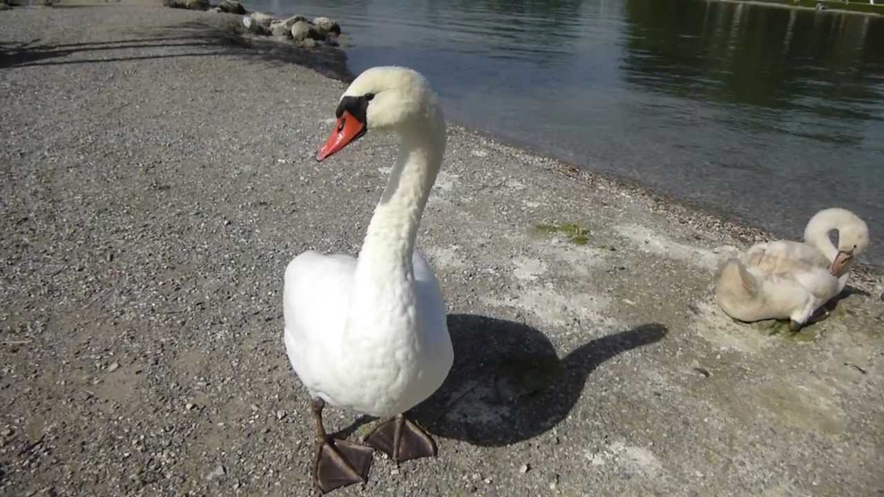 Cygne Qui Attaque Pour Defendre Ses Petits Lac D Annecy Youtube Cygne Qui Attaque Pour Defendre Ses Petits Lac D Annecy Youtube