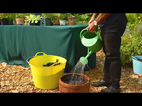 Video: Colocación de jardines en contenedores - Aprenda a plantar un jardín en contenedores