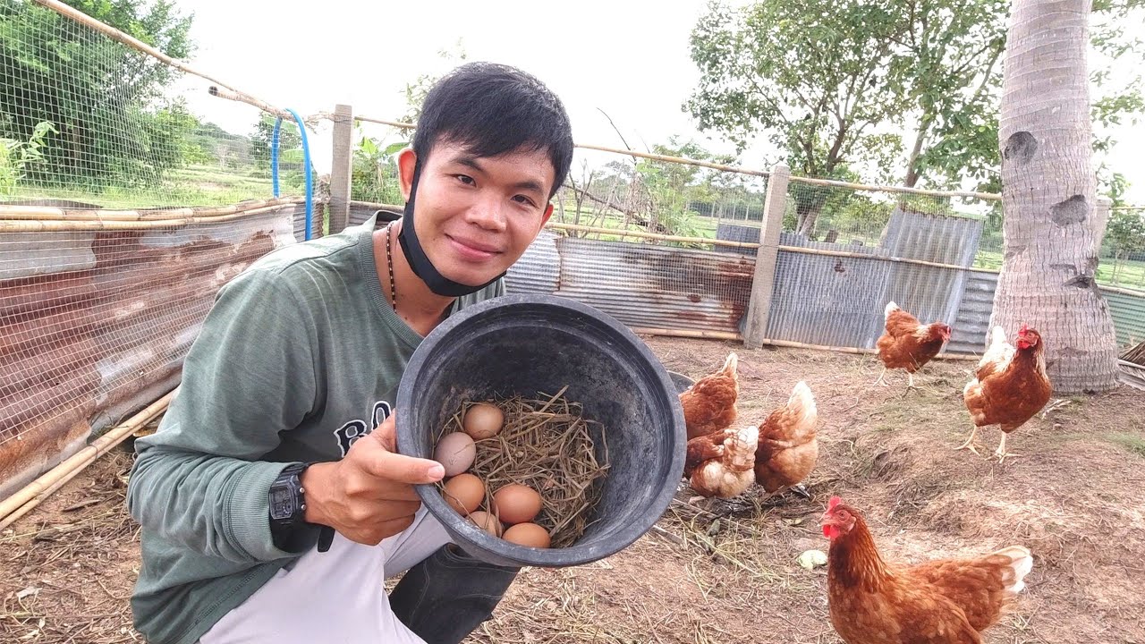 กะว่าจะเลี้ยงไก่ไข่ไว้กินเอง​ แต่ดันได้มาขายด้วย ผลพลอยได้จากการเลี้ยงไก่ไข่​ เลี้ยงแบบบ้านๆ​