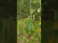 Звуки леса #wildlife #nature #природа #лесной #природныепейзажи #naturesounds #forest