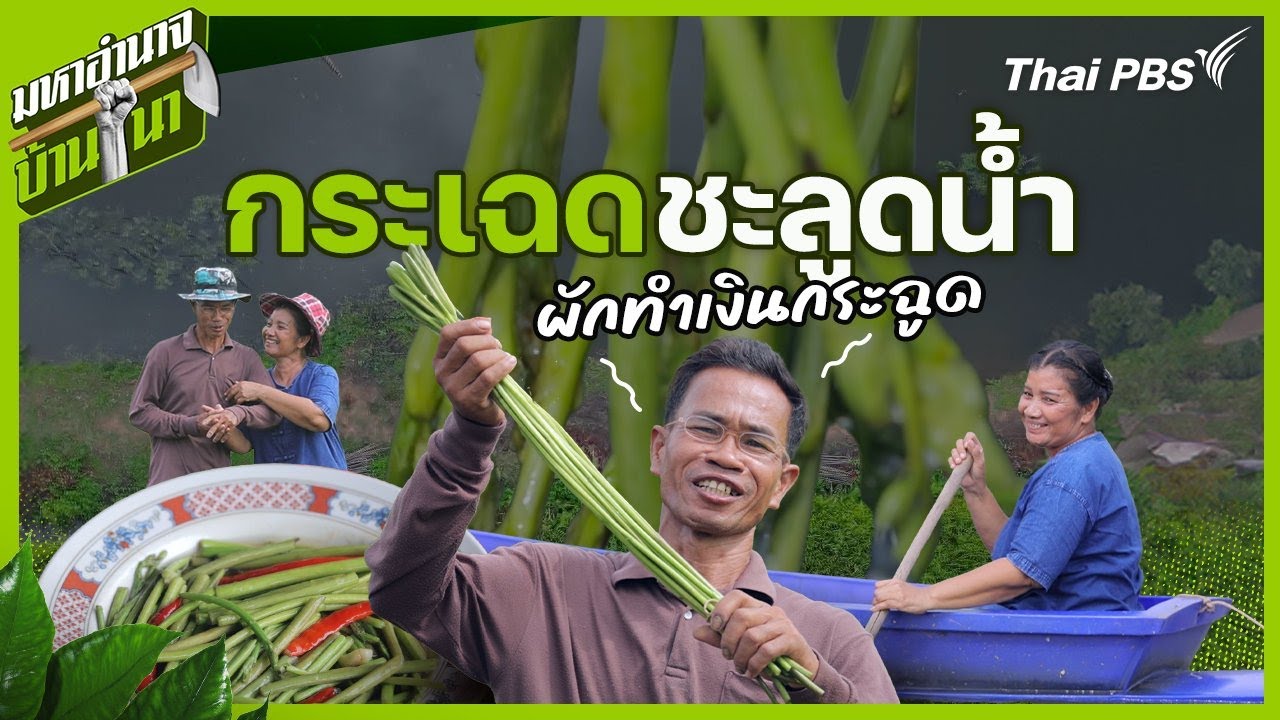 กระเฉดชะลูดน้ำ ผักทำเงินกระฉูด | มหาอำนาจบ้านนา