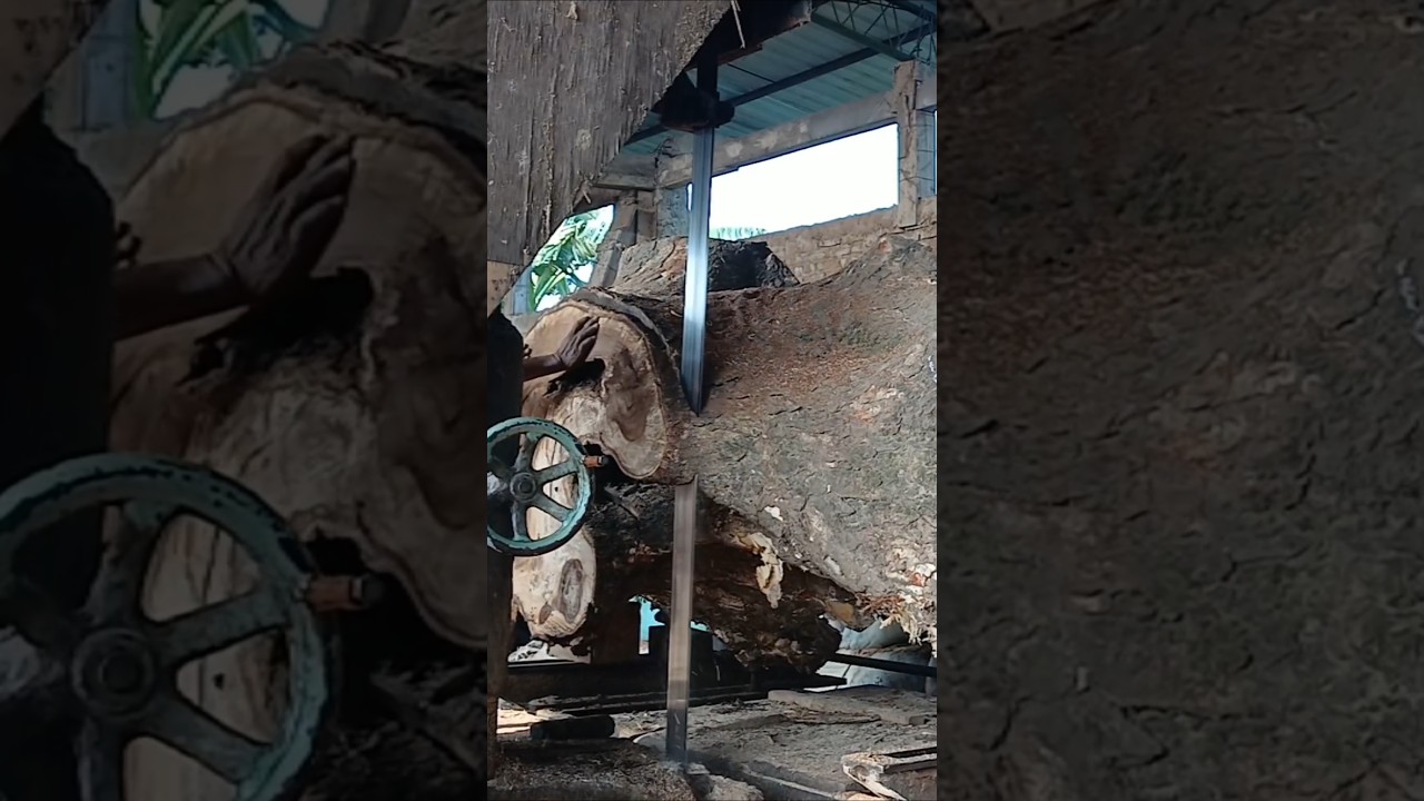 Amazing Giant Tree Stump