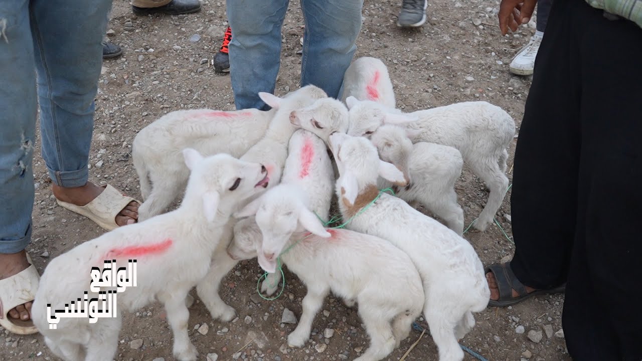 علالش صغار في  سوق بنزرت ب 220 دينار  ❗❗ وين ماشين