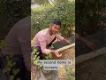 Plantation h jaruri … kyunki isi se jivan #garden #greenlove #gardeningtips #mygardenmylove #reels