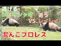 【10/6 シャオシャオとレイレイ】最後はママに怒られる?小雨の中、泥んこプロレス。逃げるシャオに追うレイ。今日も元気な双子パンダです。