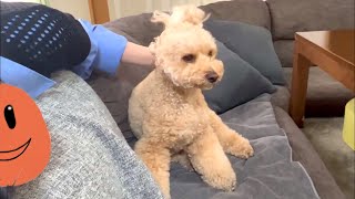 かまってもらえず拗ねてシカトし続ける大きいトイプードル【デカプー】【トイプードルのロアくん】【toy poodle】