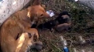 She Gave Birth On The Cold Ground While Malnourished Because Didn't Get Food During Pregnancy