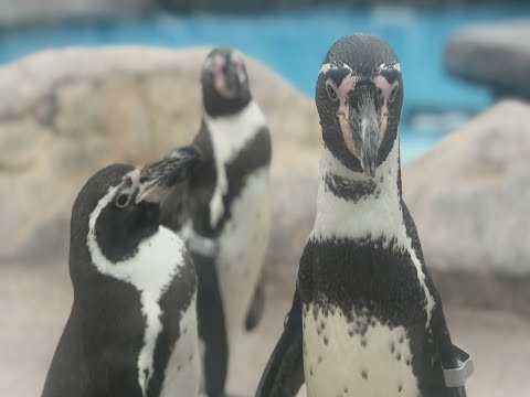 トビペンギン　ヤマドラン　妖精の贈り物　ツルプルン　メガソニックアイ トビペンギン ヤマドラン 妖精の贈り物 ツルプルン メガソニック