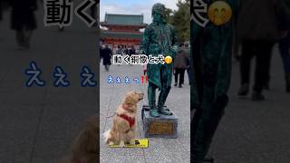 動くとは知らなかったのでびっくりね😂 #ゴールデンレトリバー #goldenretriever #おもしろ