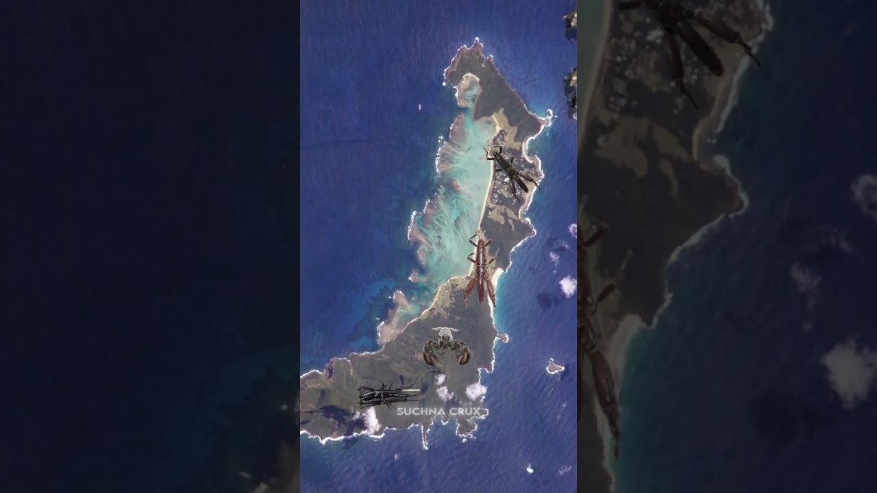 The Miraculous Return of the Extinct Tree Lobster: A Species Revived 