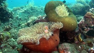 Wartezimmer TV - Korallenriffe für Ihre Arztpraxis