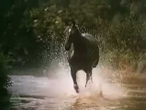 Image Result For Baby Margarehta Seksi Shoot Beauty Horse Image Result For Baby Margarehta Seksi Shoot Beauty Horse