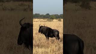 It’s A Wildebeest! ❤️🐃 #Nature #Wildlife #Animals