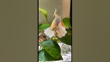 3 Things Bettas Can’t Stand ⚠️