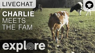 Charlie the Calf Meets the Family - Farm Sanctuary Live Chat 11/28/17 by Explore Farm Life 5,254 views 6 years ago 35 minutes
