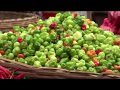 PEPPER PRODUCTION TRAINING VIDEO