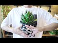 『KUSA NO DOREI』賃貸DIYの部屋で育てているアガベを全て紹介します。Agave Plants Tour【Vol.2】