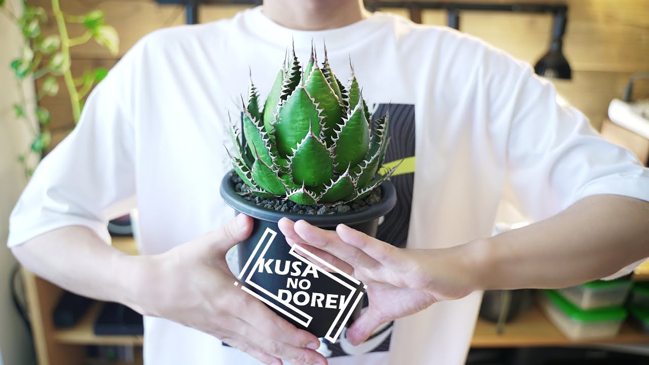 『KUSA NO DOREI』賃貸DIYの部屋で育てているアガベを全て紹介します。Agave Plants Tour【Vol.2】