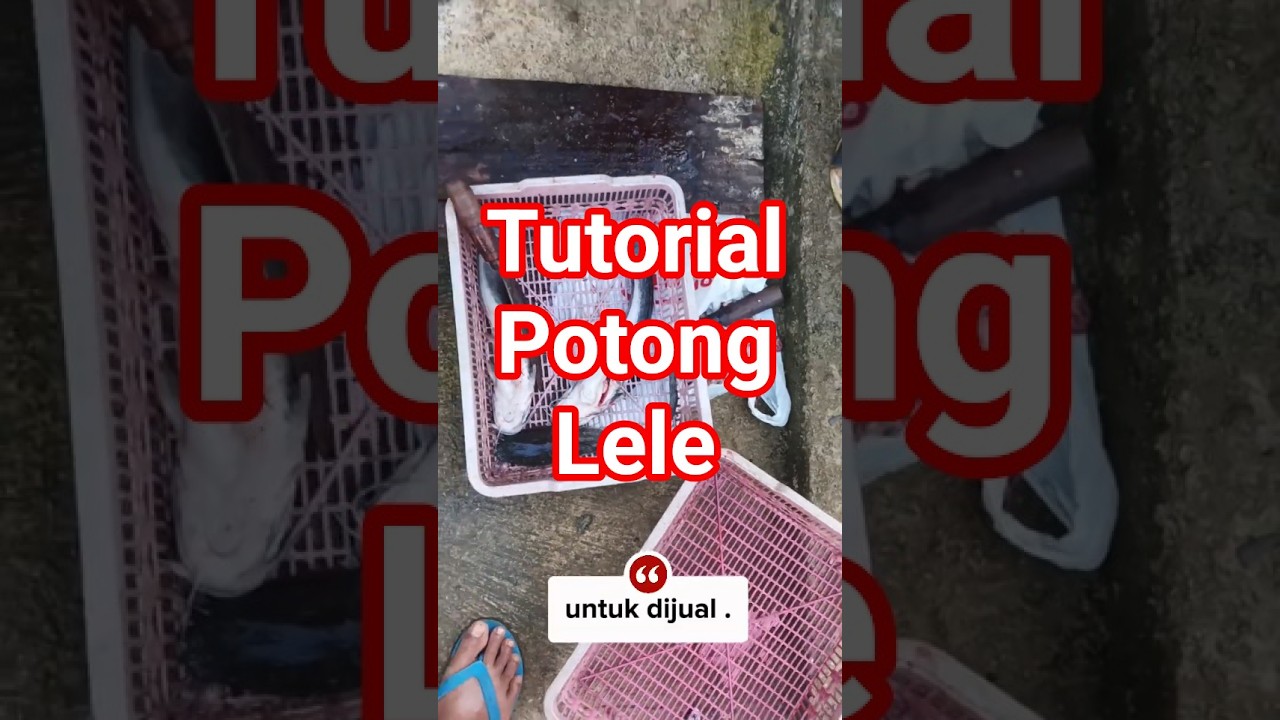 potong lele. 