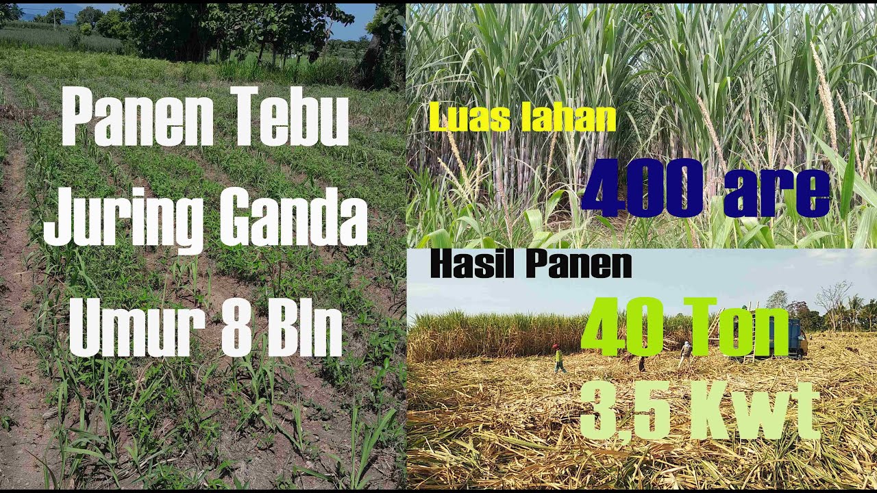 SISTEM JURING GANDA PADA TANAMAN TEBU DARI AWAL SAMPAI PANEN