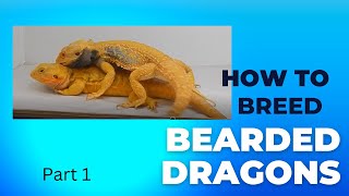 Breeding Bearded Dragons Part 1