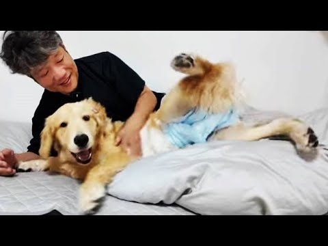 初めてのオムツ生活は?元気なヤンチャボーイは大丈夫なのか!【Golden Retriever japan】