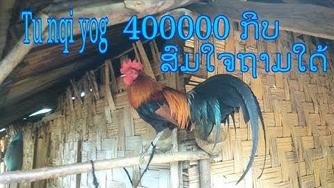 qaib dib qaib qus 13.6.2022