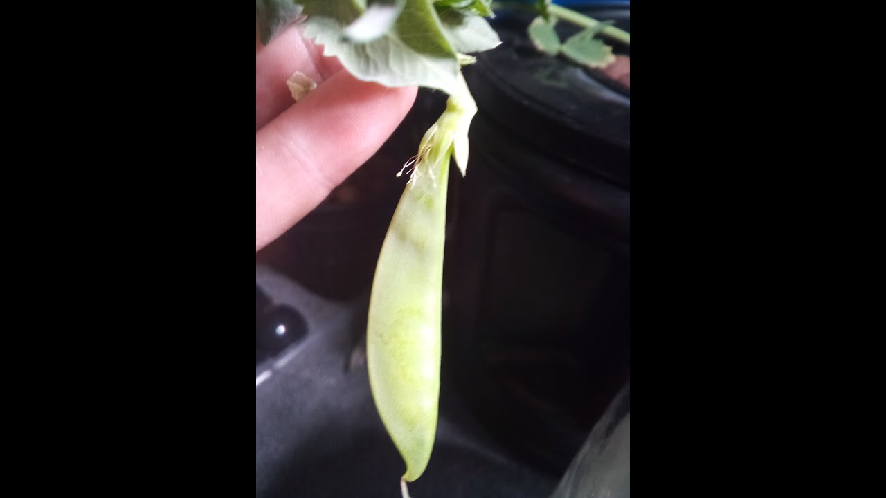How To Grow Sugar Daddy Peas Hydroponically Seed To Harvest YouTube