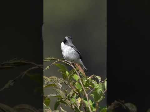 Video: Flycatcher - o pasăre în miniatură și frumoasă