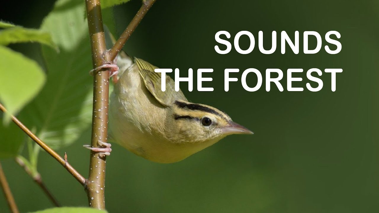 Bird Sounds birds chirping | Sounds of the Forest | for relaxation ...
