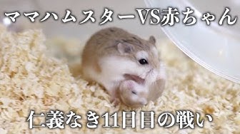 ハムスター多頭飼いロボロフスキー Youtube ハムスター多頭飼いロボロフスキー Youtube