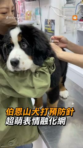 【動物】伯恩山犬打預防針 超萌表情融化網｜毛孩｜萌寵｜搞笑