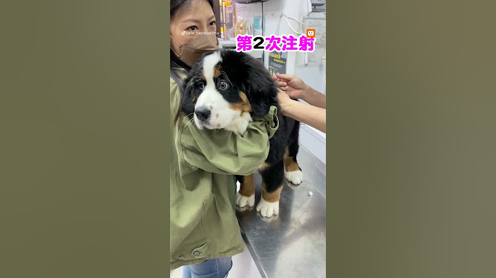 【動物】伯恩山犬打預防針 超萌表情融化網｜毛孩｜萌寵｜搞笑