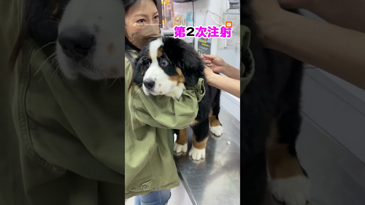 🐶【狗狗也爱听音乐! 毛孩摇篮曲】10小时让狗狗深度放松的音乐🐶小狗安眠音乐 宠物疗愈音乐  🎵🎶  放松毛孩子的心情，降低焦虑和紧张情绪  放松你的狗狗  睡眠音乐 安抚放松你的狗狗