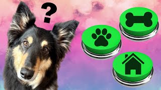 Talking Dog Buttons - Mila Moves to a New Home!