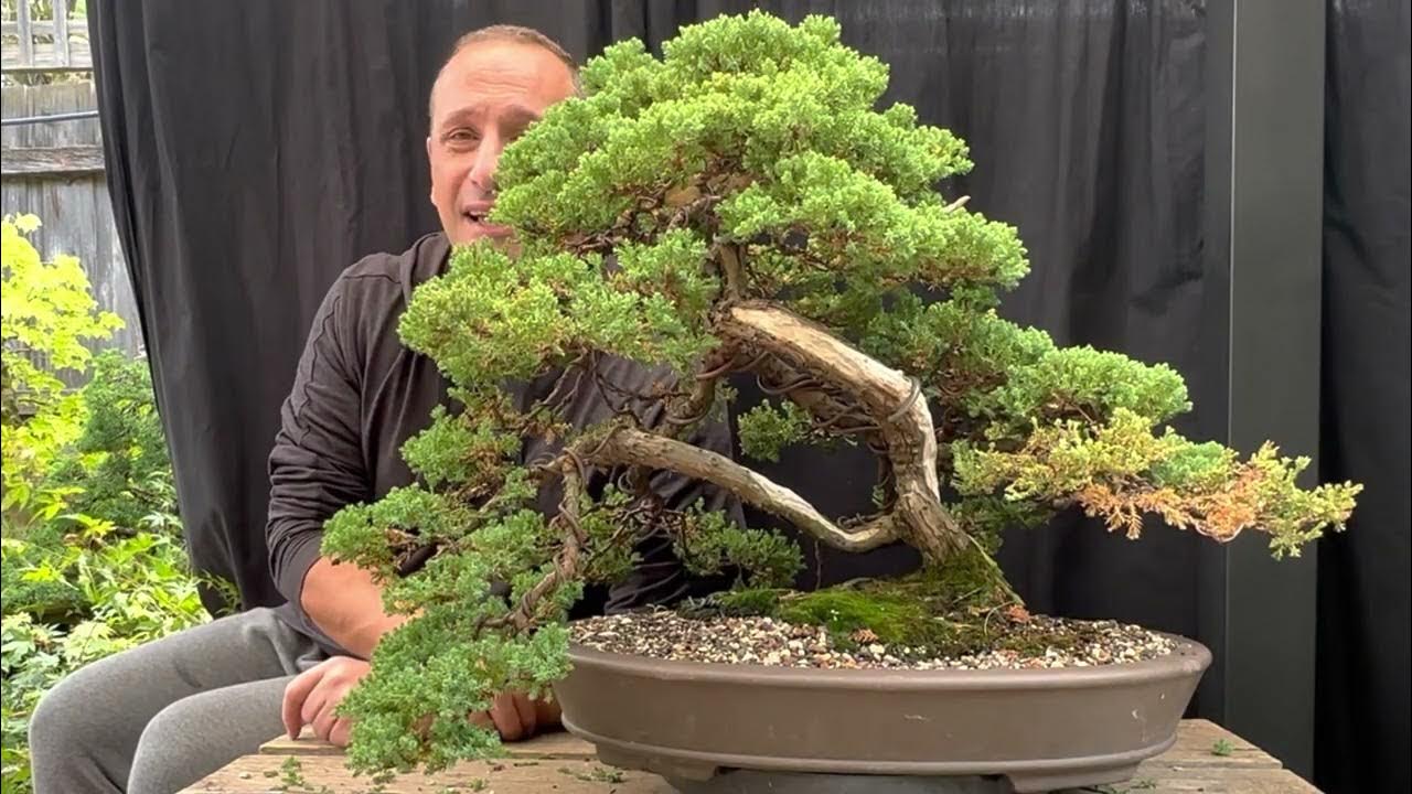 Bonsai Juniper maintenance simple tips to apply to your juniper bonsai
