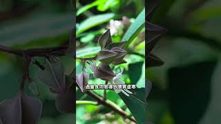 鬼燈籠名字聽著嚇人,其實是個寶!被譽為消炎良藥 #foodies #food #plants #knowledge #plants #botany