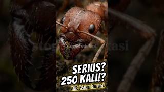 Fakta Gila Tentang Semut: Mereka Tidur 250 Kali Per Hari! #faktaunik #faktamenarik #semut #funfact