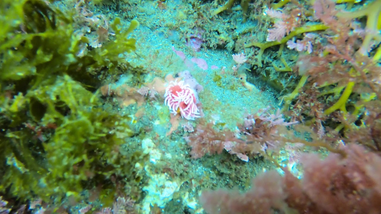 Hopkins Rose Nudi...