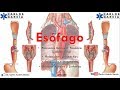 Anatomía - Esófago Part.  I (Porción Cervical, Torácica y Lumbar)