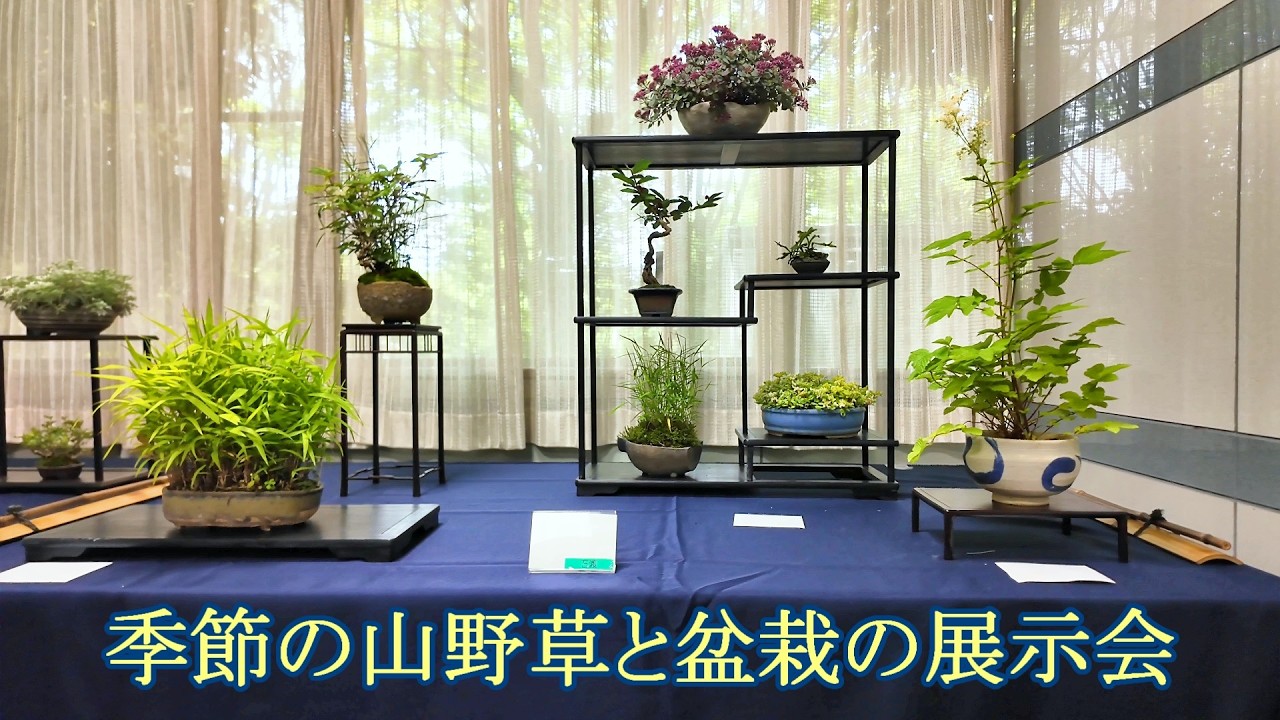 季節の山野草と盆栽の展示会 = 主催：稲毛古典植物研究会 = [4K