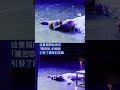茱麗葉痛失羅密歐   小貓突闖舞台意外搶鏡