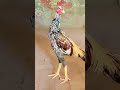 pila sarga seal home breed|#aseelmurga #youtubeshorts #adaseel