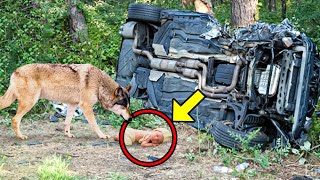 Wolf findet Baby nach Autounfall und nimmt es mit in den Wald, doch dann geschah das Undenkbare!