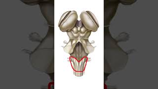 Puente Y Bulbo Raquídeo Cara Dorsal Neuroanatomía