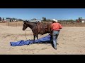 Gringo- McKibben Performance & Versatility Horses