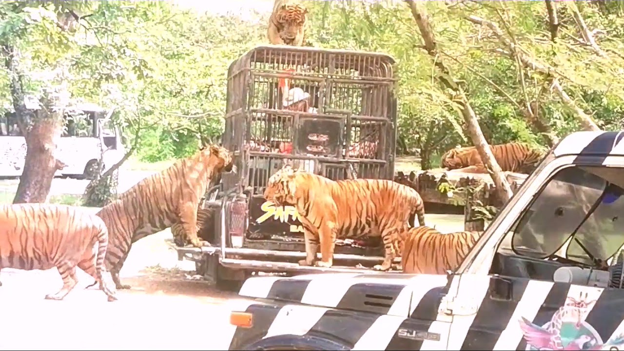 Safari World Bangkok Part 2 YouTube safari-world-bangkok-part-2-youtube
